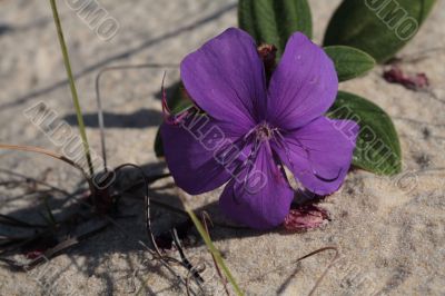 Flower on Sand