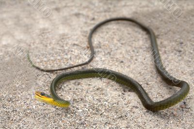 Green Snake