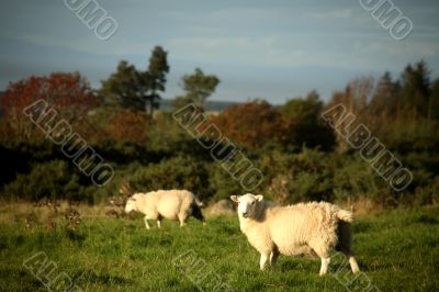 Sheep