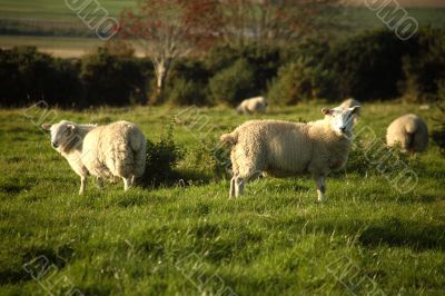 Sheep