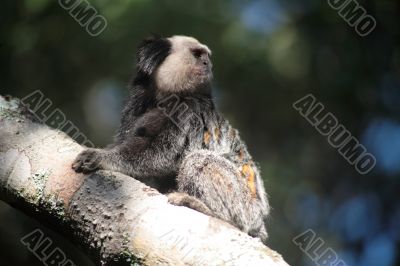 Tamarins (looking up)