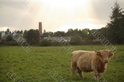 Highland Cattle