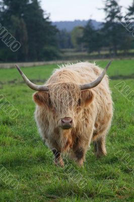 Highland Cattle