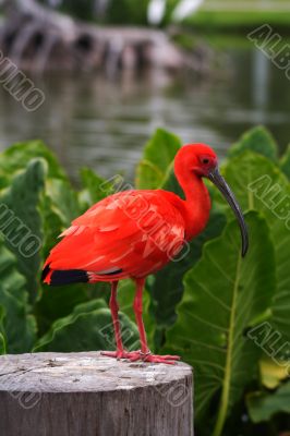 Scarlet Ibis