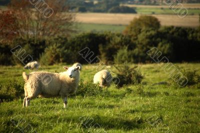 Sheep