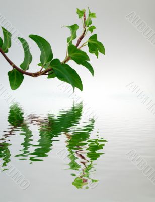 Branch above water