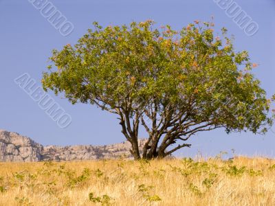 Tree on a background of the sky