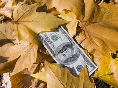 American dollars and autumn  leaves