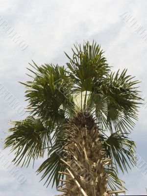Palma