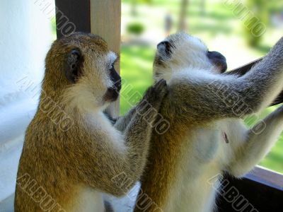 Grooming Time