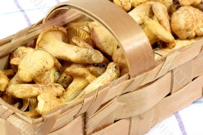 Chanterelles