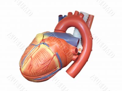Anatomic Model of the Human Heart