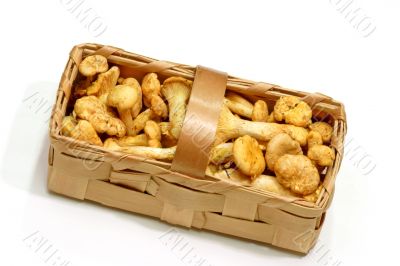Mushrooms