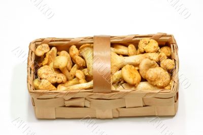Basket of Chanterelles
