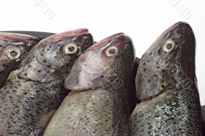 Fish heads