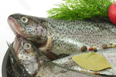 Poached Trout