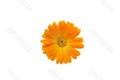 Marigold