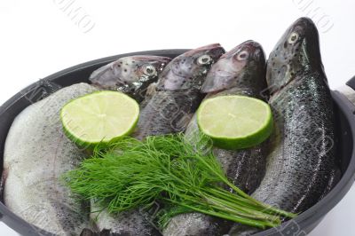 Rainbow Trout