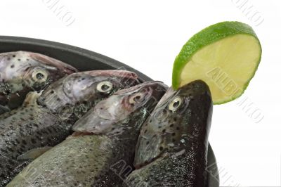 Rainbow Trouts