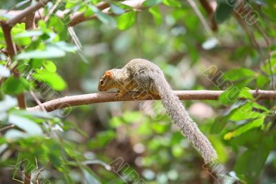 Squirrel