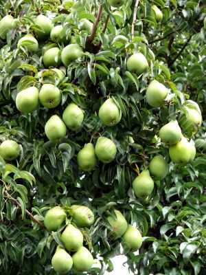 Pear Tree