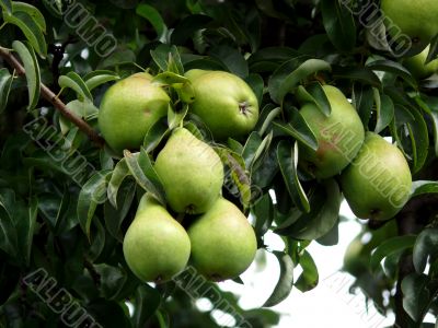 Pear Tree