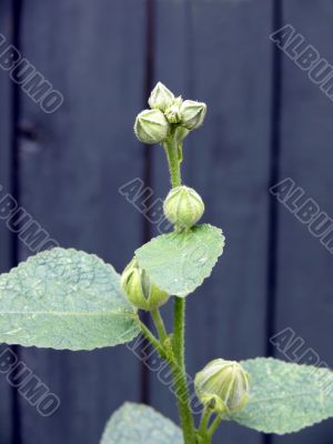 Alcea rosea