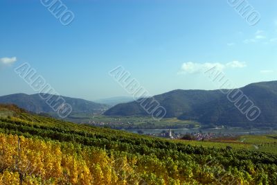 Colorful vineyard
