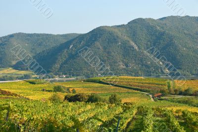 Colorful vineyard