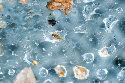 Droplets and part of leafs caught in spider web