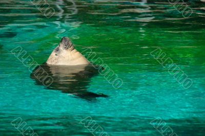 Sea lion taking a sunbath