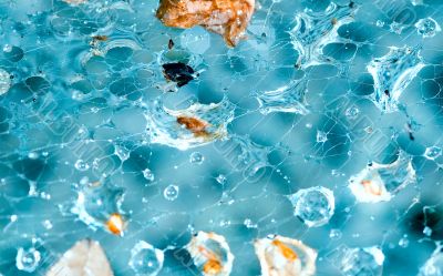 Droplets and part of leafs caught in spider web