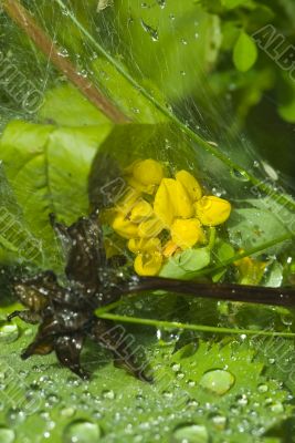 Water drops on the leafs of a Lady`s mantle