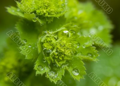 Water drops on the leafs of a Lady`s mantle