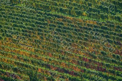 Colorful vineyard