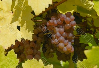  	White grapes in the vineyard