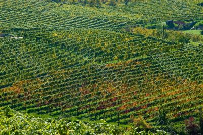 Colorful vineyard