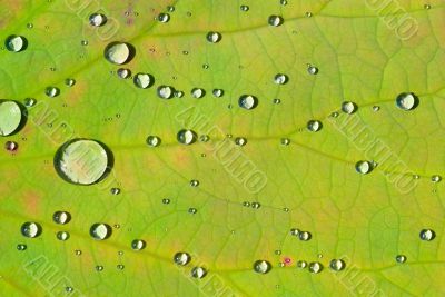 Water drops on the leafs of a Lady`s mantle