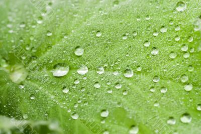 Water drops on the leafs of a Lady`s mantle