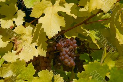  	White grapes in the vineyard