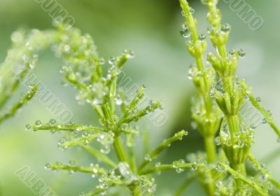 Water drops on the leafs of a Lady`s mantle