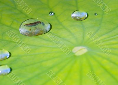  	Green Lotus leaf with water dro