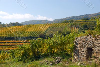 Colorful vineyard