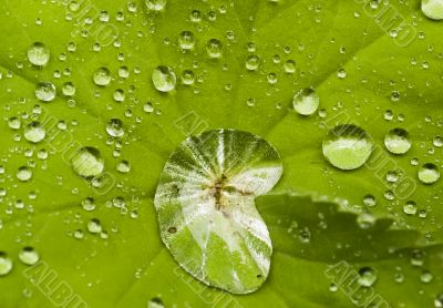 Water drops on the leafs of a Lady`s mantle