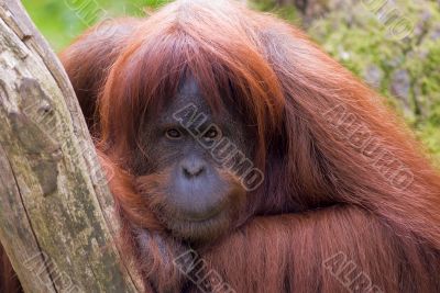 Sumatran Orangutan