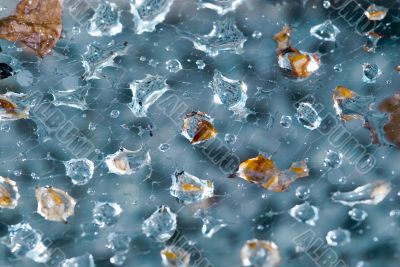 Droplets and part of leafs caught in spider web