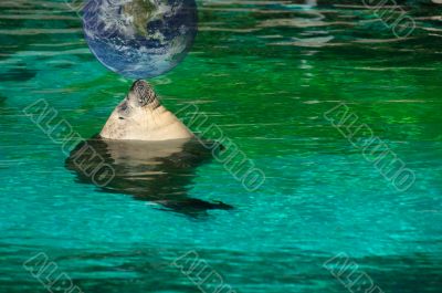Sea lion taking a sunbath