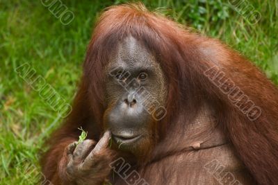 Sumatran Orangutan