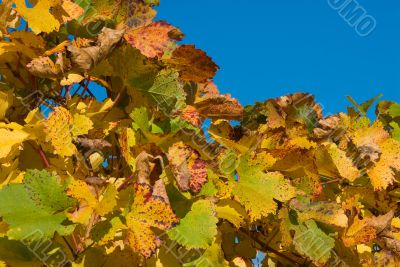 White grapes in the vineyard