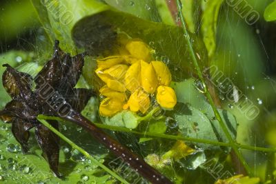 Water drops on the leafs of a Lady`s mantle